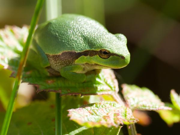 Common tree frog (Hyla arborea)